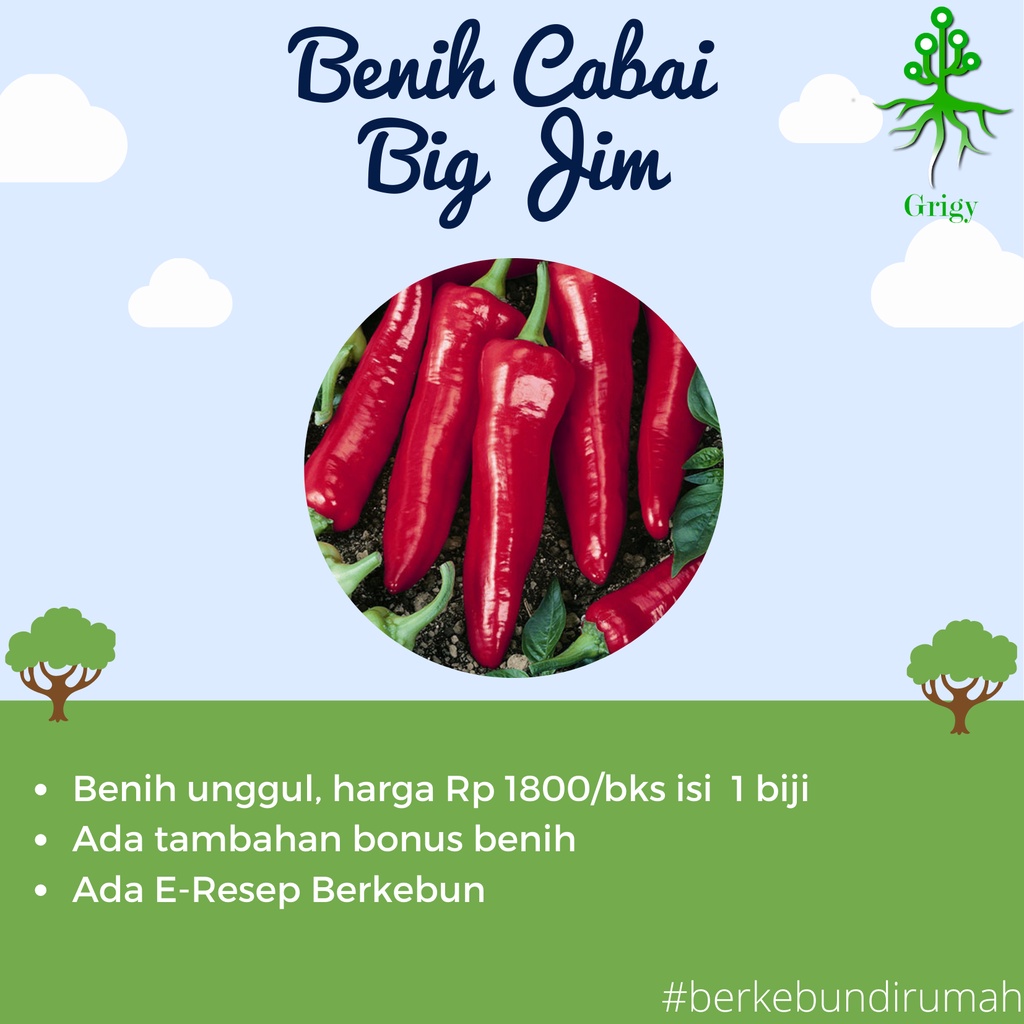 BIJI CABAI SUPER BESAR BIG JIM