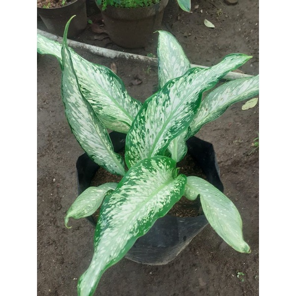 diven selendang putri