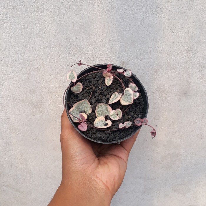 String Of Heart Variegata