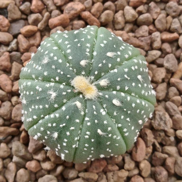 [KODE PRODUK ZEBDB9045] Kaktus Astro | Astrophytum Asterias | Astro | Kaktus Astro | Asterias