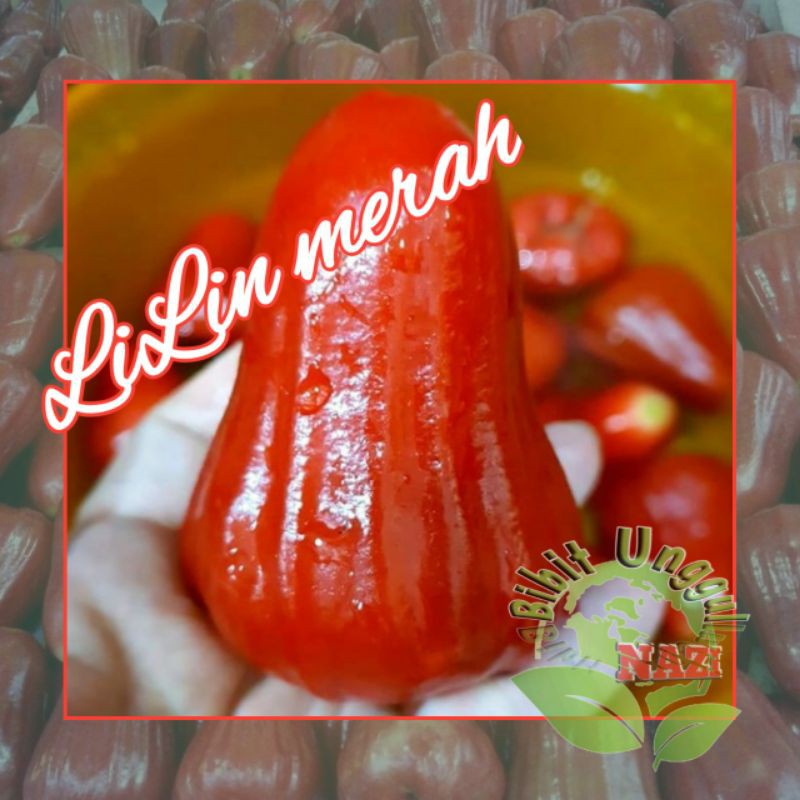 Bibit jambu Lilin Merah unggul bisa Tabulampot