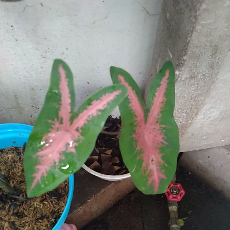 keladi pink rabbit, tanaman hias,  keladi hiasan,  tanaman keladi