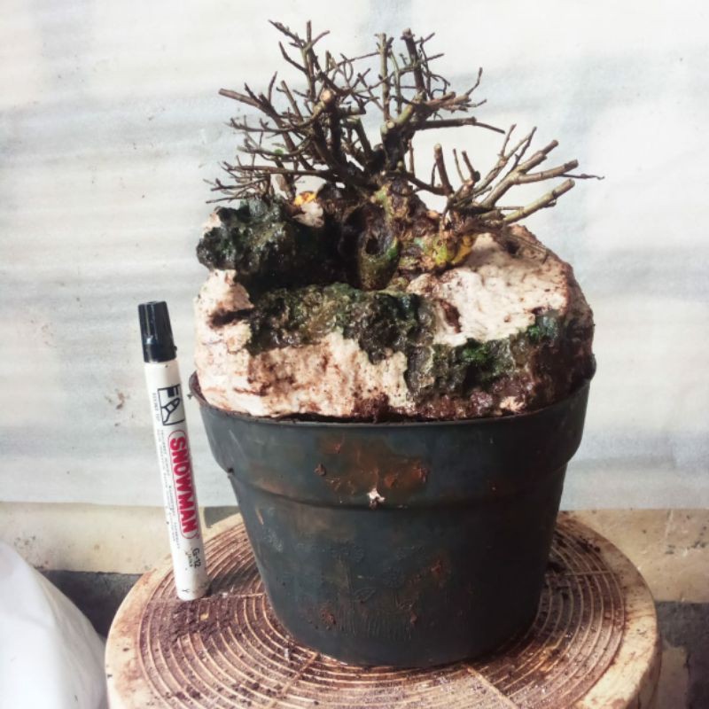 Bonsai, Bonsai Serut, Bonsai Serut On The Rock, Bonsai On The Rock, Bonsai Small