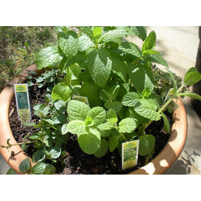 Murah Meriah Kak >>>> Isi 50 Biji Benih Daun Mint Herbal - Mr Fothergills Repack
