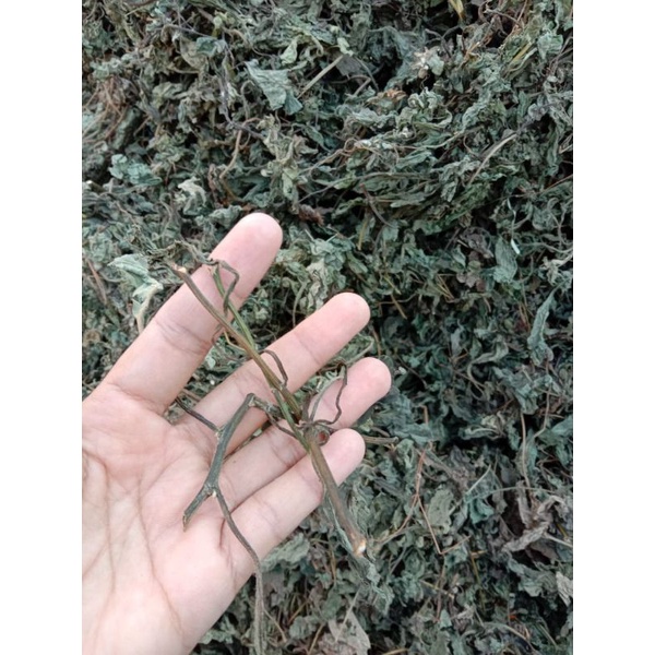 

Daun Insulin 800 gram / Daun Yakon Untuk Diabetes