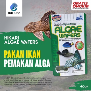 410+ Ikan Hias Air Laut Pemakan Alga HD