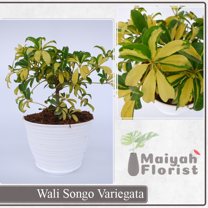 Wali Songo - Schefflera Actinophylla - Pohon Gurita - Tanaman Hias