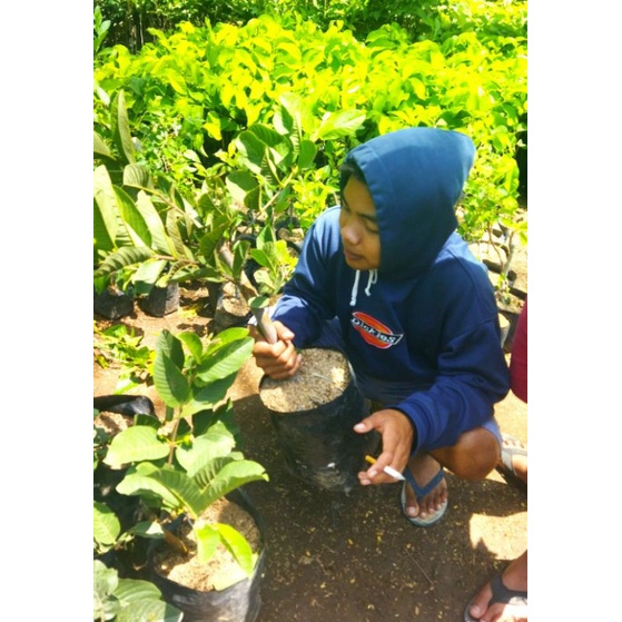 bibit pohon jambu kristal non biji cangkok