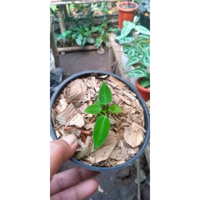 Anthurium Waroqueanum