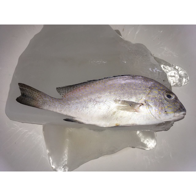 

Ikan Kaneke