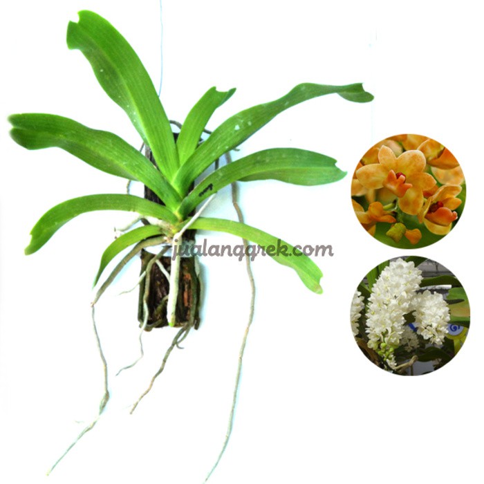 Anggrek Species Rhynchostylis Gigantea