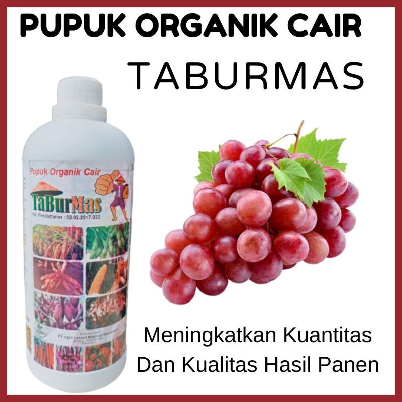 Pupuk Perangsang Buah Anggur, Pupuk Anggur Cepat Berbuah