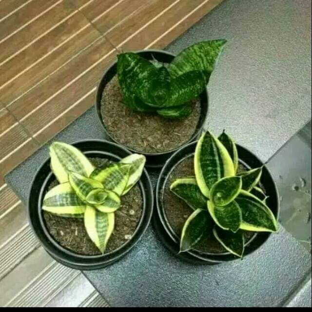 MURAH sansivera mini - tanaman hias - paket 3 sansivera mini