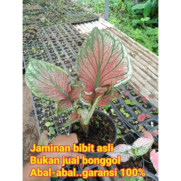 Caladium Red Ceria Daun Ganda anakan
