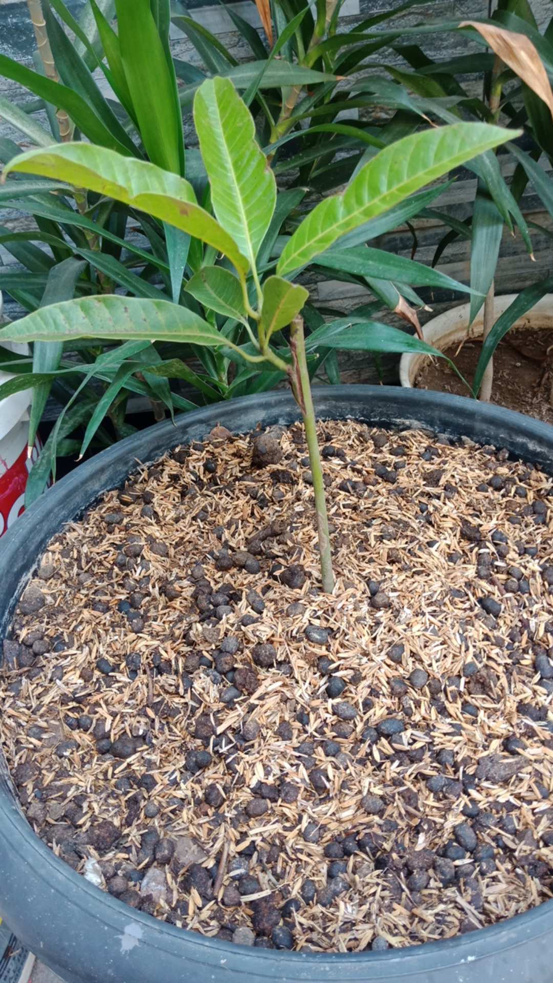 Bibit Mangga Agrimania