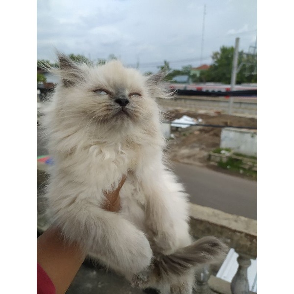 kucing Persia Himalaya