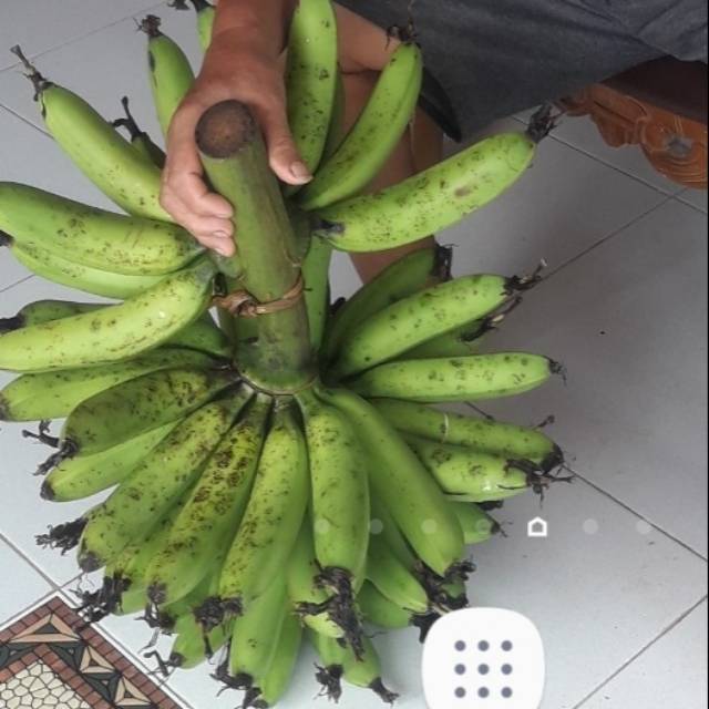 

Pisang Goroho 1 sisir