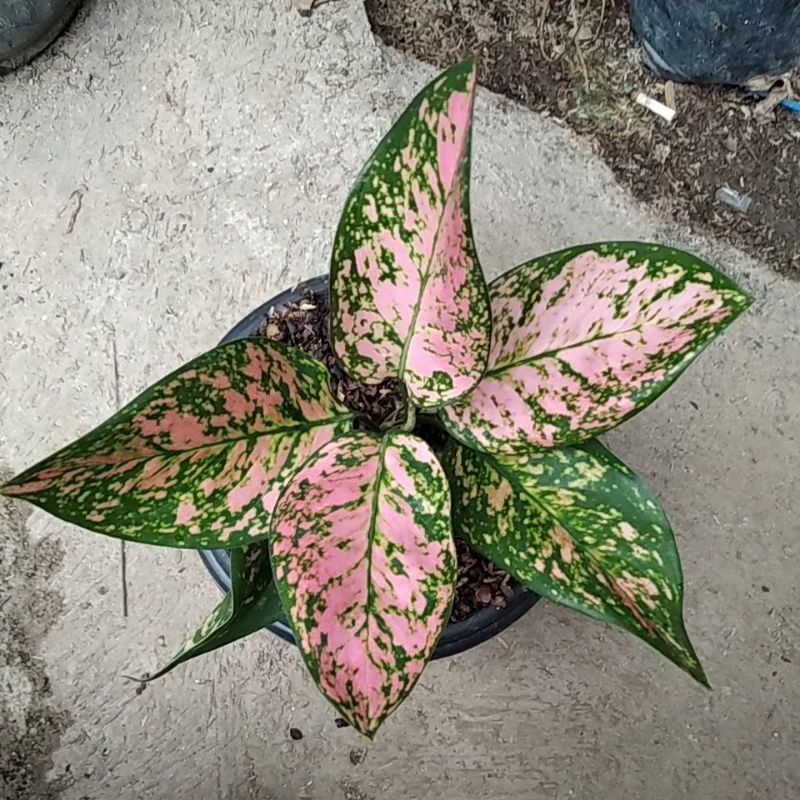 

aglonema ledy valentin
