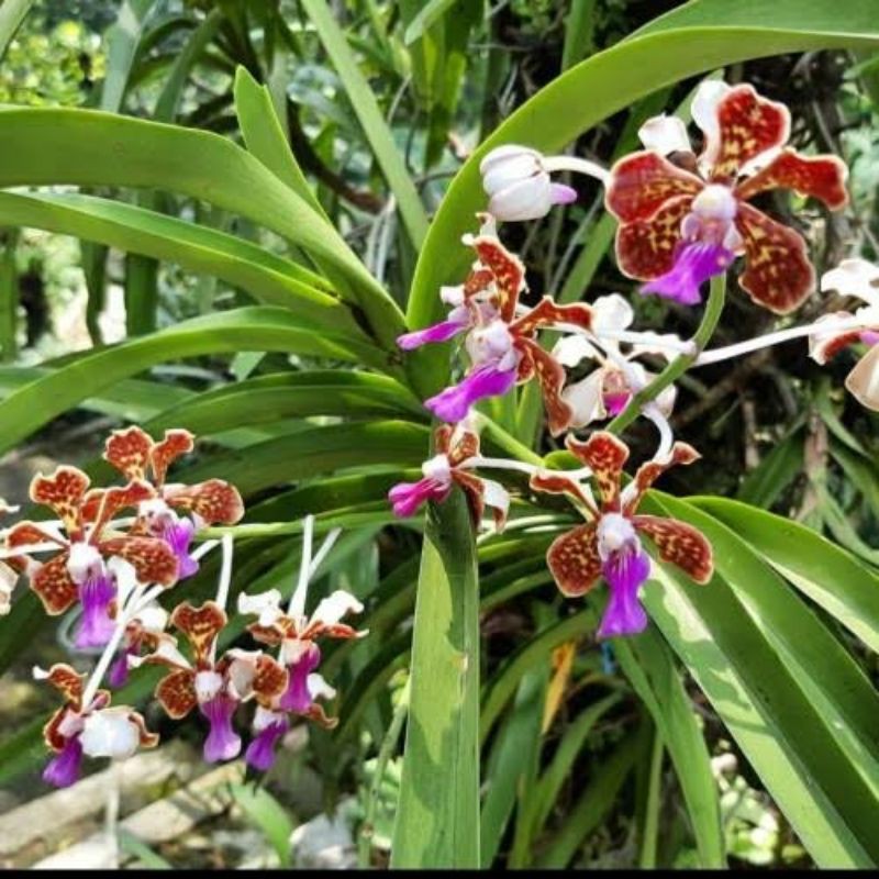 Anggrek Vanda Warna Merah Maron(Super)