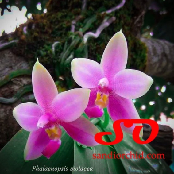 [ DEWASA ] Phalaenopsis violacea