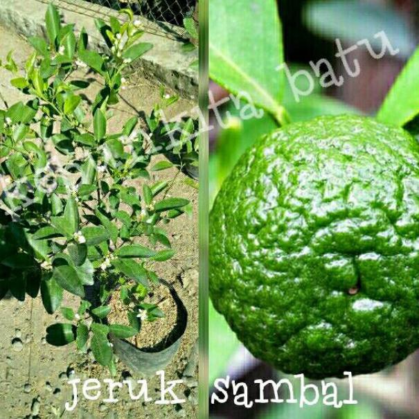 

[KODE II3940] Jeruk Sambal Berbunga