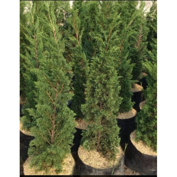 Cemara Lilin 1 meter