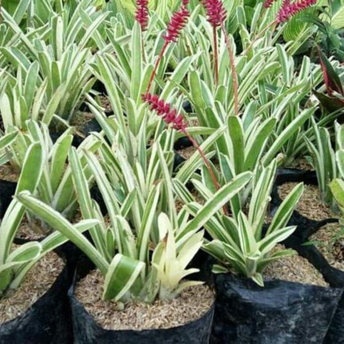 Tanaman Hias Bromelia varigata Bromeliad Variegata putih