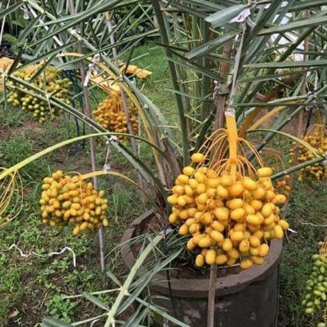 @_# BIBIT KURMA KULTUR JARINGAN / POHON KURMA TERLARIS"Â™¨Â T3NAR