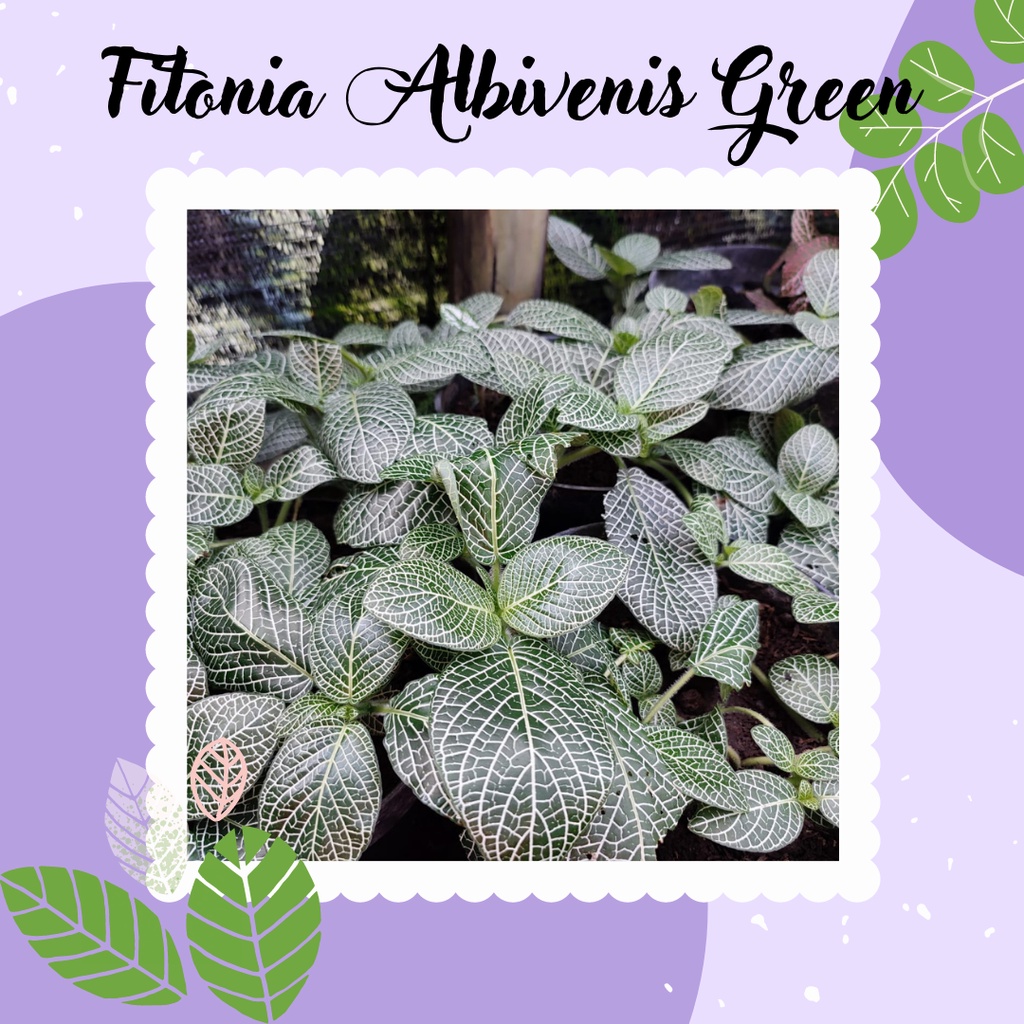 Jual Bunga Fittonia Albivenis Green Tanaman Hias Fitonia Daun Besar Fitonia Albivenis Green