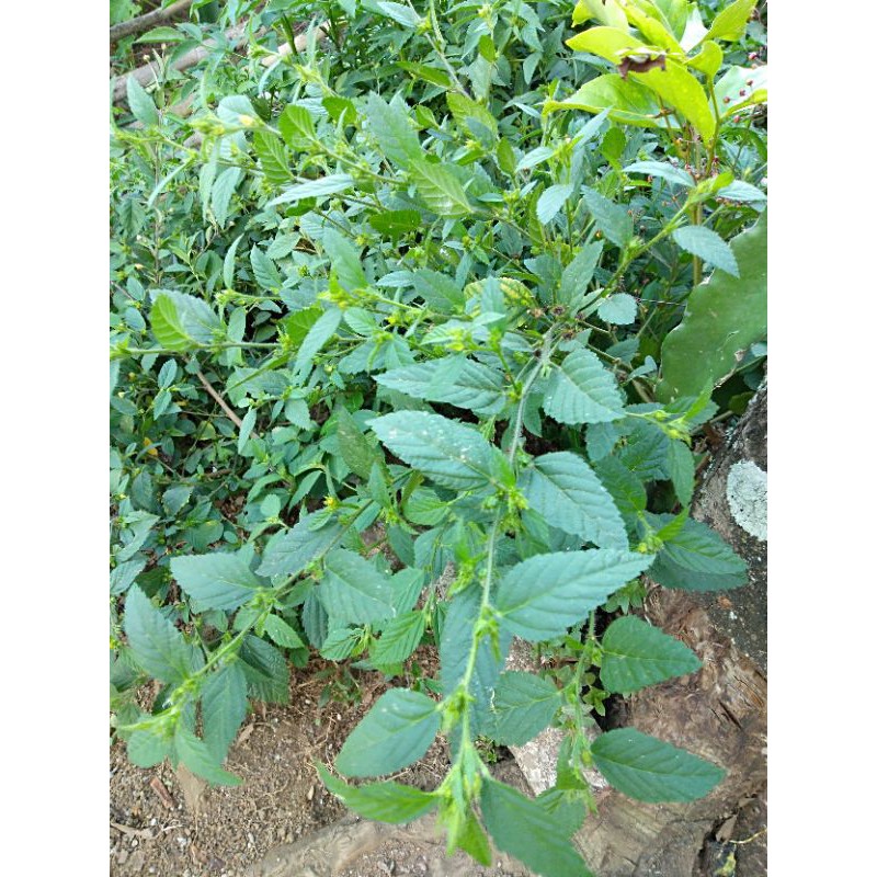 

herbal sidaduri jantan 500gr