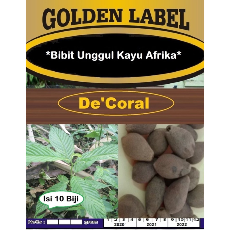 Bibit Unggul Pohon Kayu Afrika | Benih Pohon Kayu Afrika
