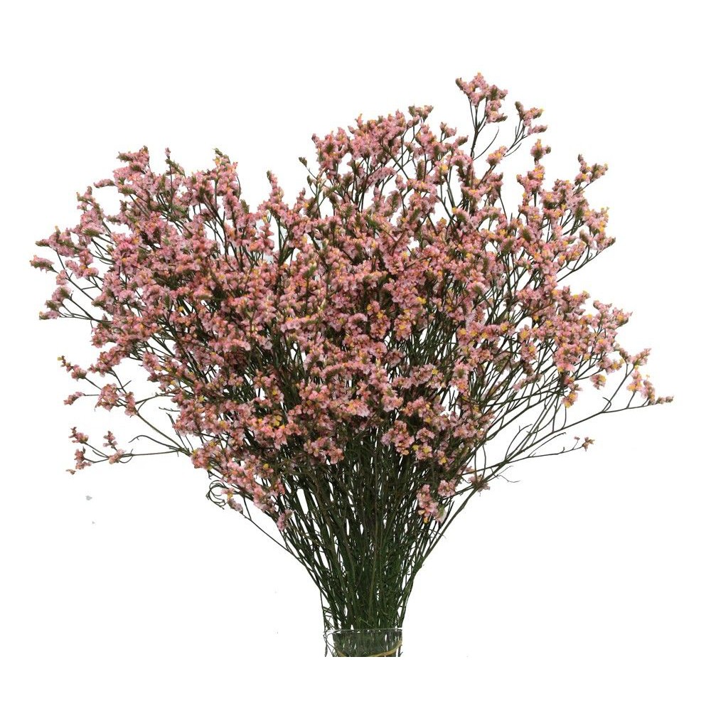 

Jual Limonium Pink import China