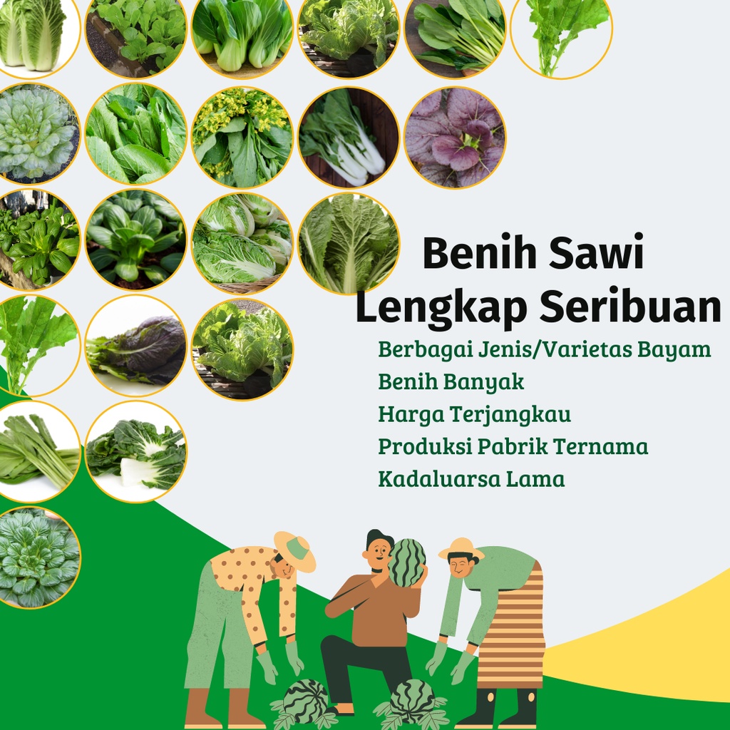 Benih Sawi Lengkap Serba Seribuan