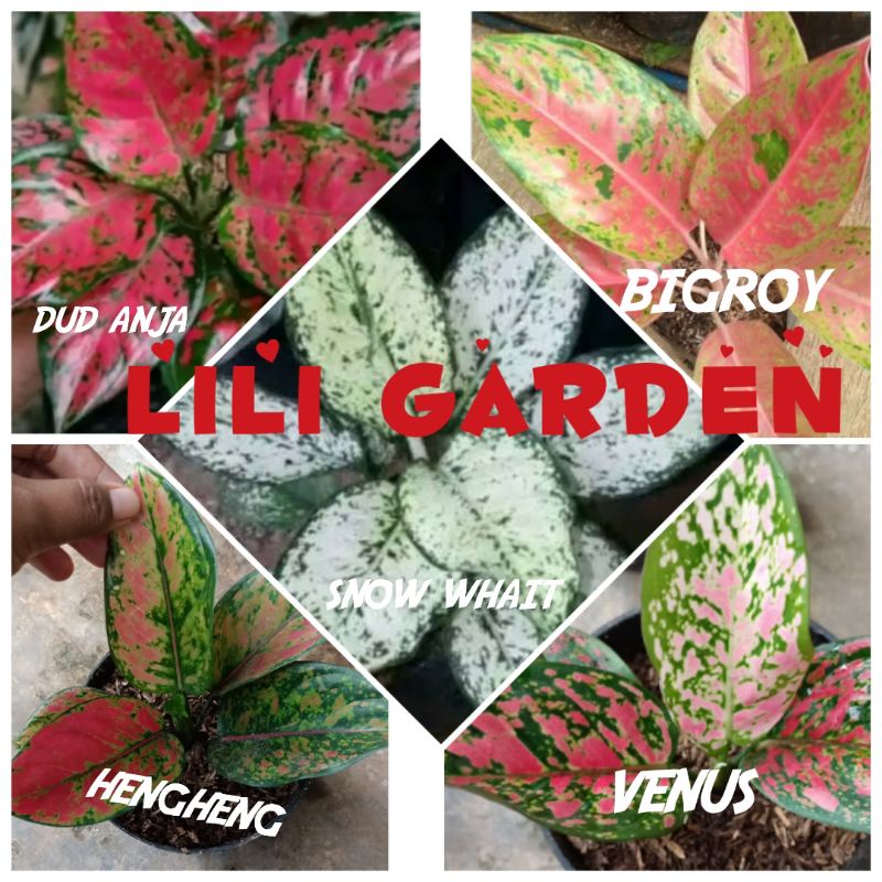 Bunga Aglonema Paket 5 tanaman jenis sesuai gambar ukuran remaja