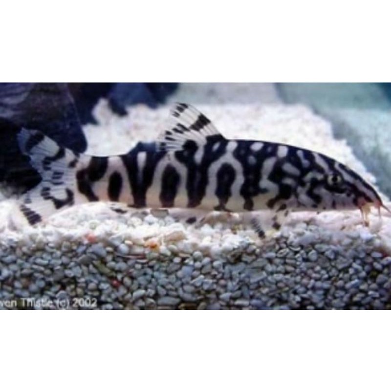 botia India / ikan hias / aquasqape