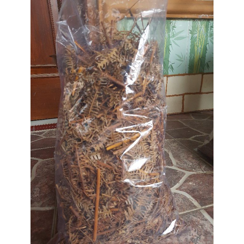 pakis andam+daun