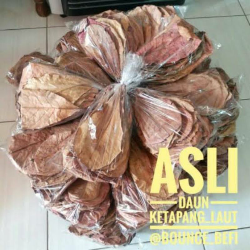 

daun Ketapang pesisir