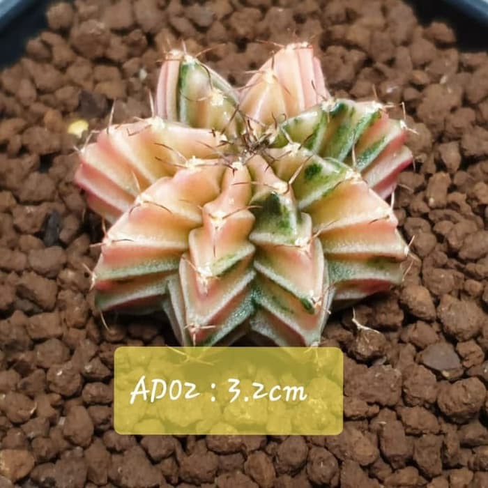 Order Langsung Lb Hybrid Varigata Gymnocalycium Lb2178 cactus gymno kaktus Diskon