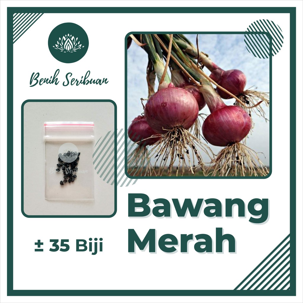 TERMURAH Bibit Sayuran Benih Sayur Paket Lengkap Tanaman Hidroponik Kangkung Bayam Cabe Sawi Unggul-BAWANG MERAH