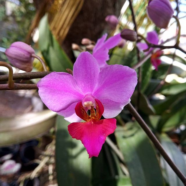 anggrek doritis pulcherima spesies phalaenopsis BERGARANSI