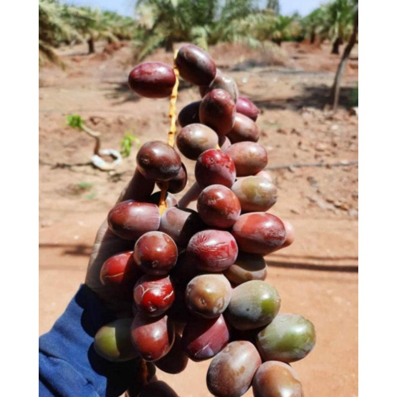 

ready 28 mei kurma muda Ajwa