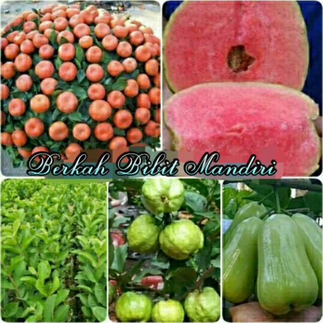Paket 4 Batang Bibit Jeruk Santang,  Jambu Sukun Merah,  Jambu Kristal,  Jambu Madu Deli
