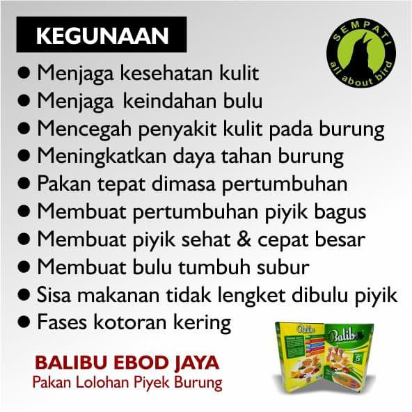 Pakan Burung Piyik Anakan Burung Lovebird Balibu Ebod Jaya