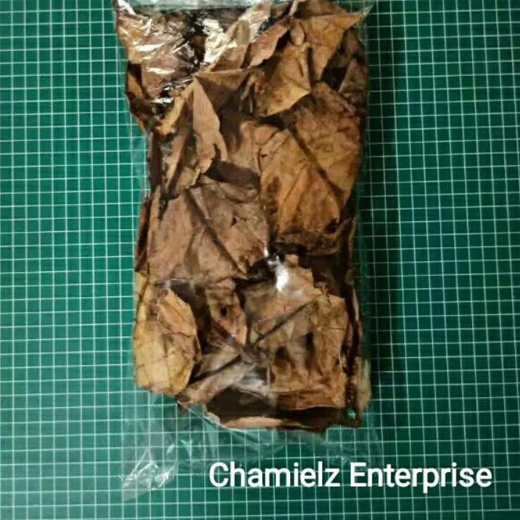 

F⚡ASH SALE Daun Ketapang Kering