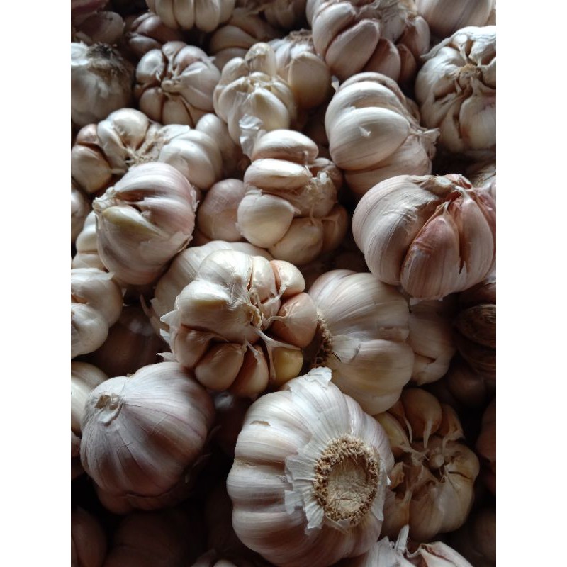

bawang putih bulat besar 500grm