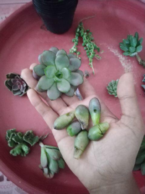 Sukulen Murah Dan Hemat Dengan Berbagai Macam Variant Sudah Termasuk Pot 10cm
