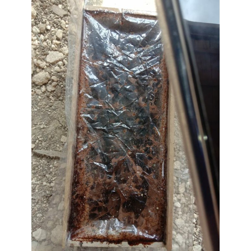 Bibit koloni lebah Klanceng Trigona Biroi Super