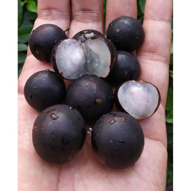 Bibit tanaman buah anggur brazil / tanaman buah anggur brazil / bibit pohon anggur brazil