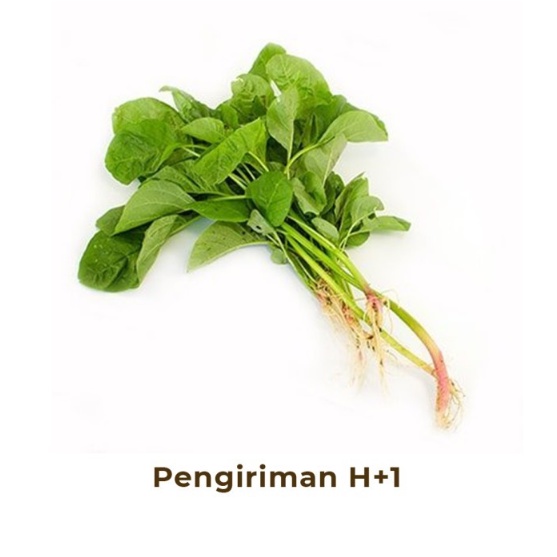 

Bayam Segar
