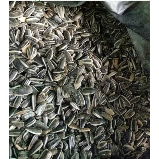 Grosir 1 Kg Benih Biji Bunga Matahari Besar Siap Semai Ready Stok Shopee Indonesia